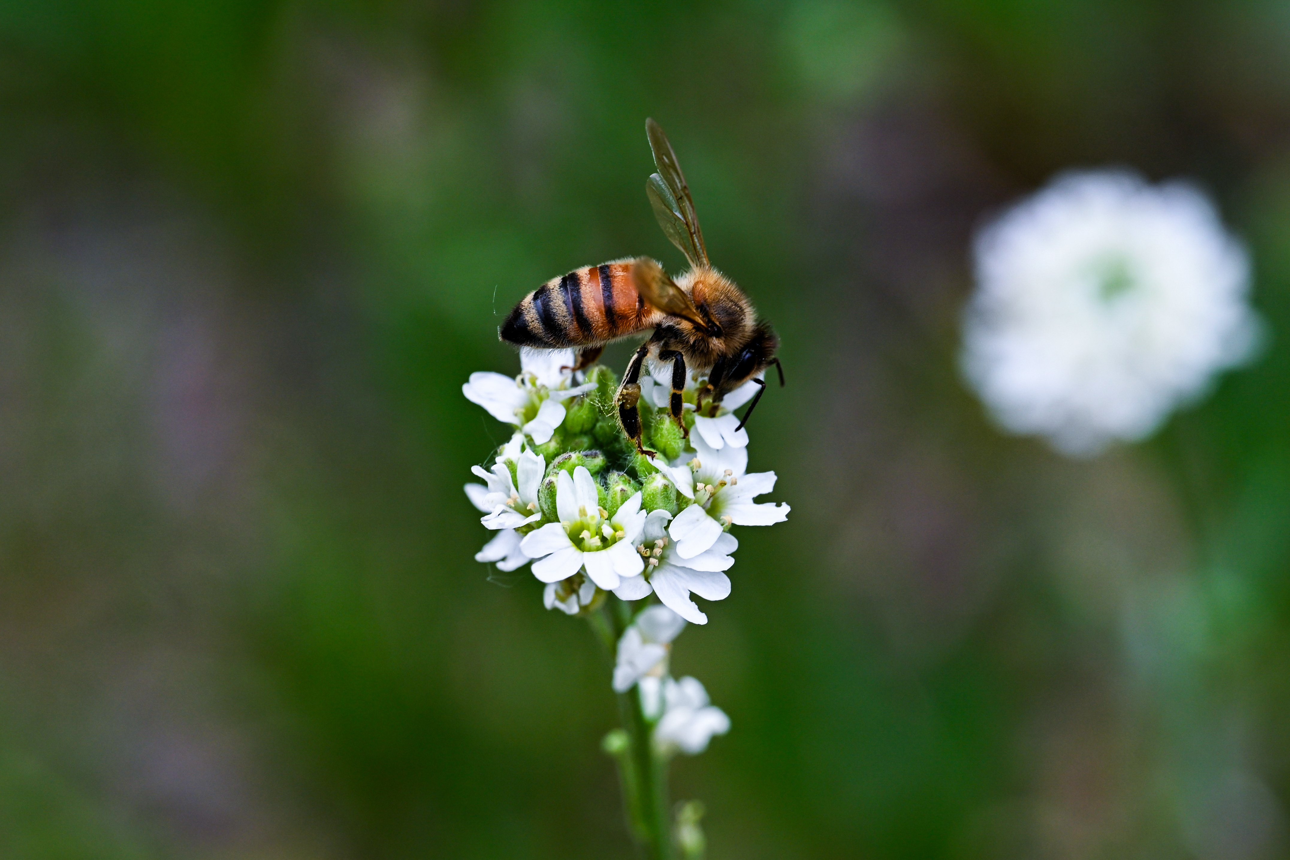 Macro photo