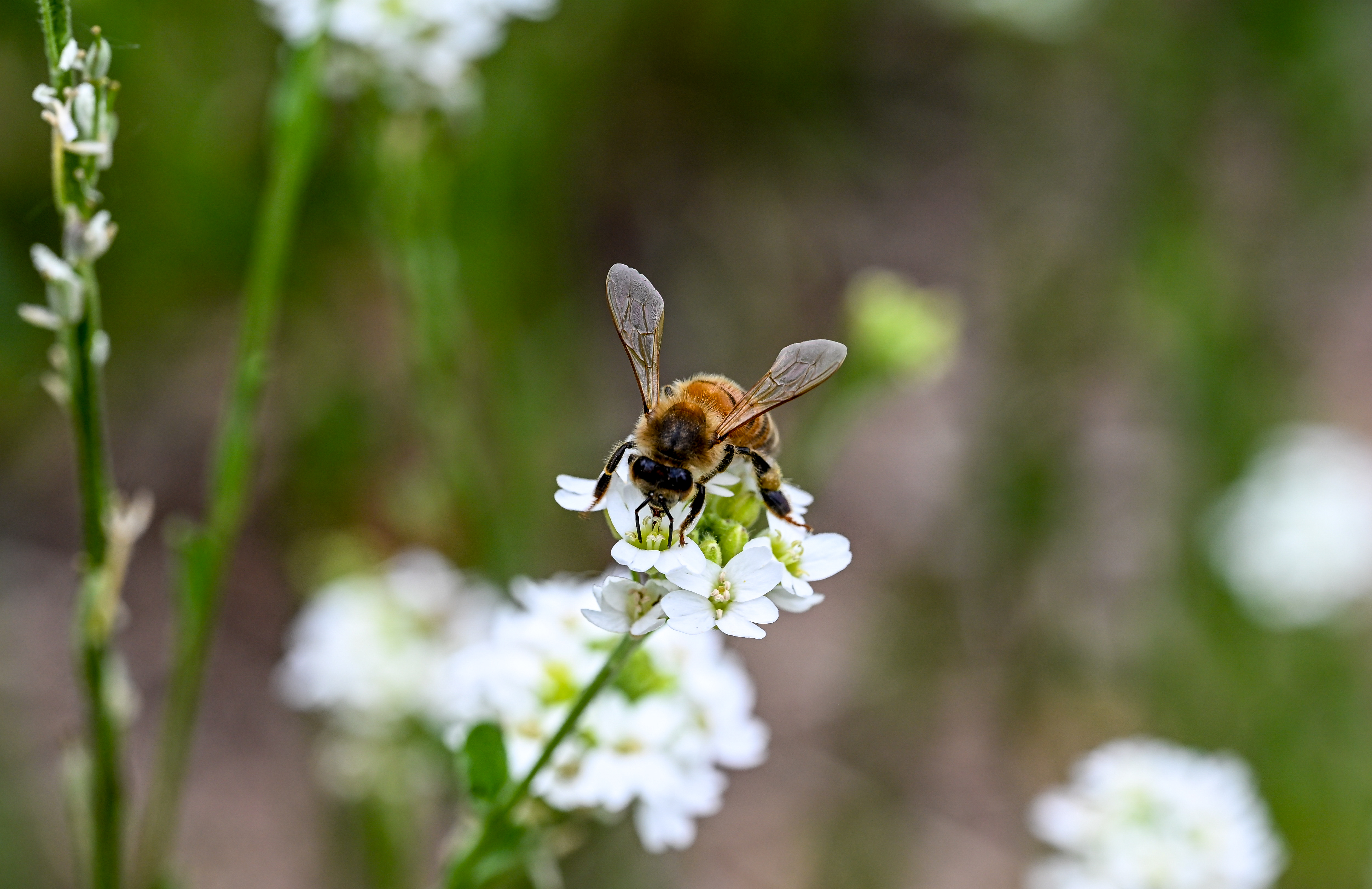 Macro photo