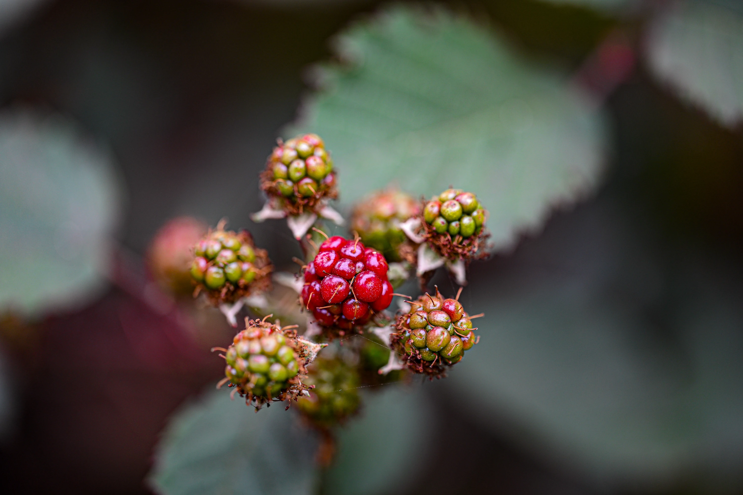 Close-up of ripening raspberries
